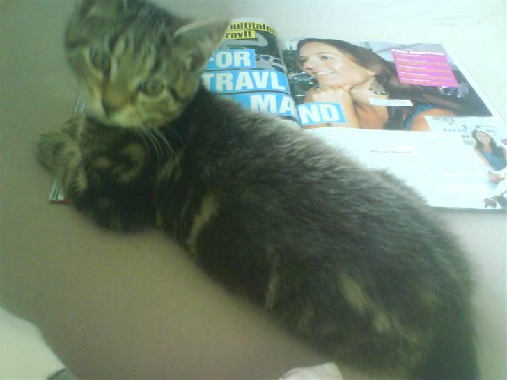 Huskat bandit billede 8