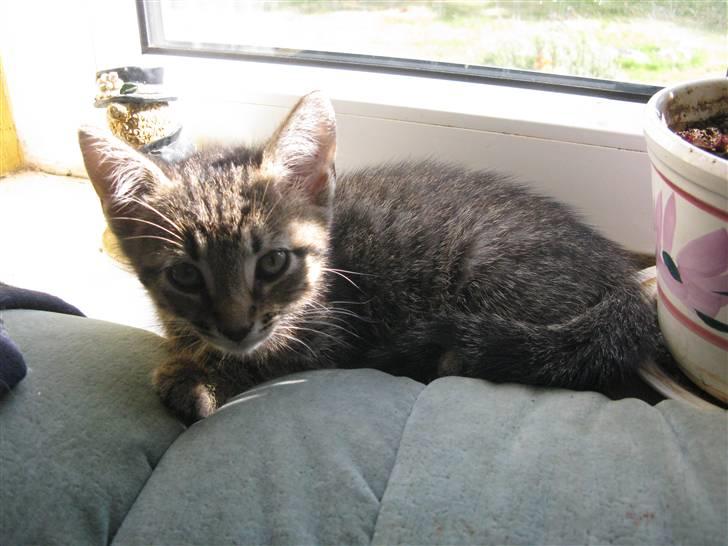 Huskat Missetat **BORTGIVET** - Velkommen til Missetat´s profil :D billede 1