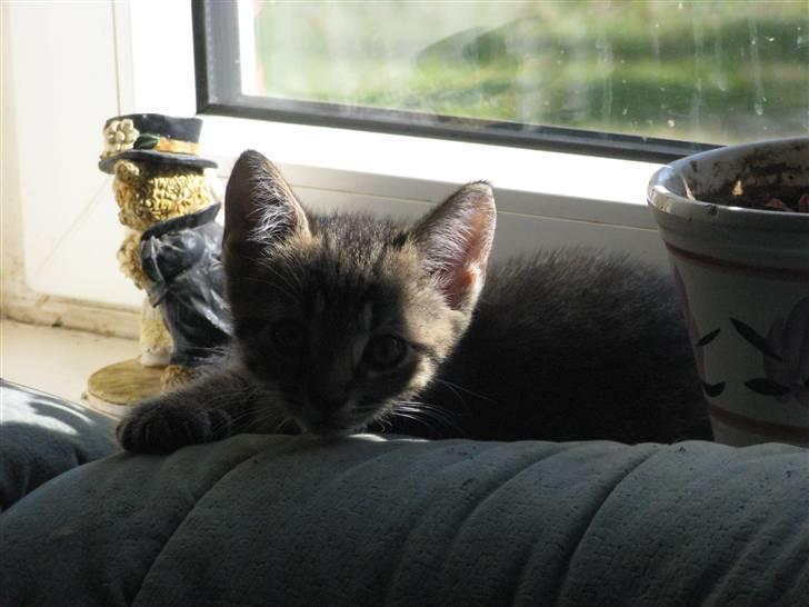 Huskat Missetat **BORTGIVET** - Eheh´ billede 2