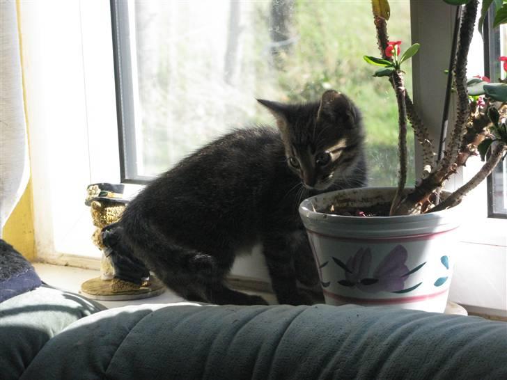 Huskat Missetat **BORTGIVET** billede 3