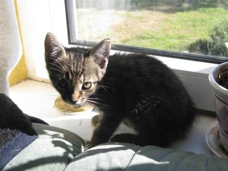 Huskat Missetat **BORTGIVET** billede 4