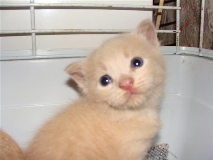 Huskat Islo - Se mig lige kun 3 uger gammel billede 1