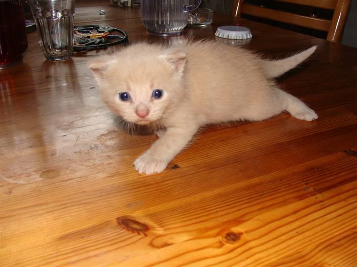 Huskat Islo - Uha sikke et stort apperat du har der billede 2