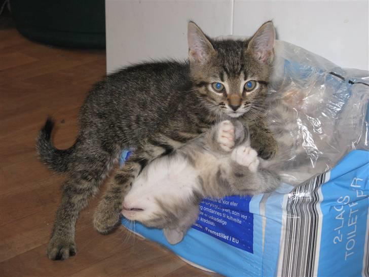 Huskat Missetat **BORTGIVET** billede 5