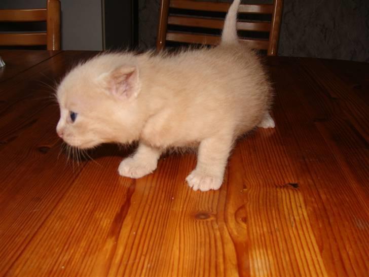 Huskat Islo - Kan jeg lugte lidt mad? billede 3