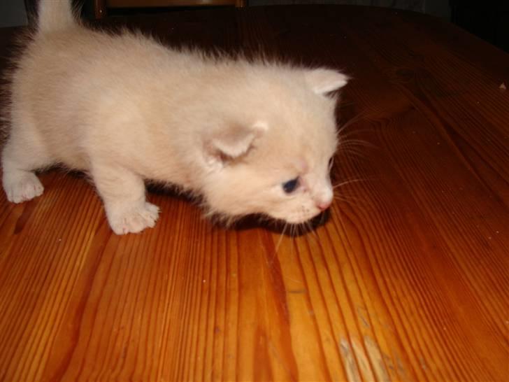 Huskat Islo - Uhm nu dufter her bedre billede 4