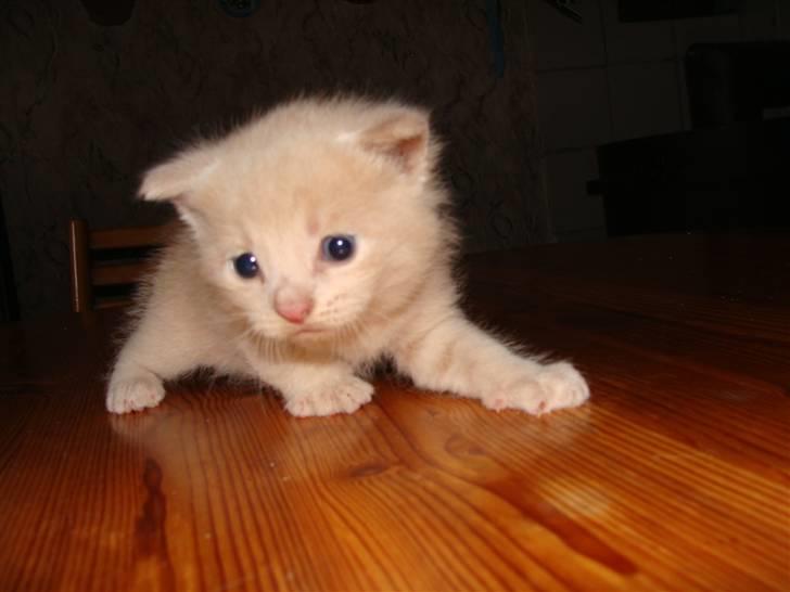 Huskat Islo - Det dufter altså godt i den retning billede 5