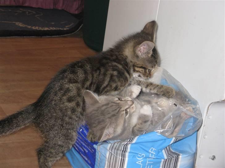 Huskat Missetat **BORTGIVET** billede 6