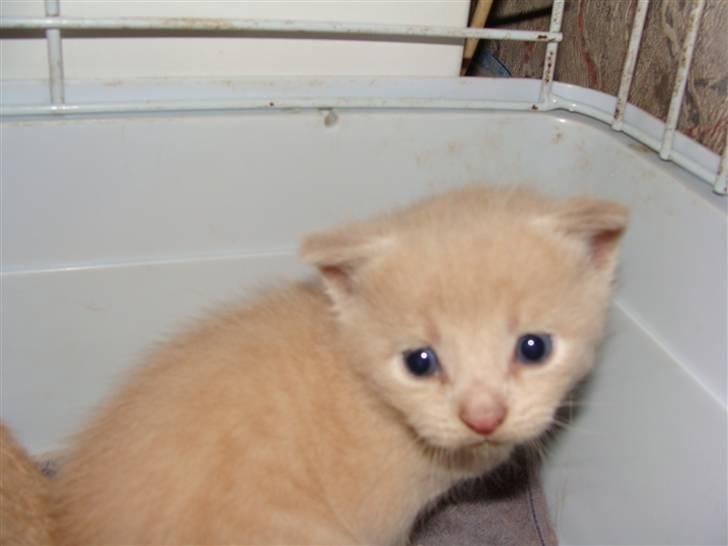 Huskat Islo - Tilbage i kassen igen øv billede 6