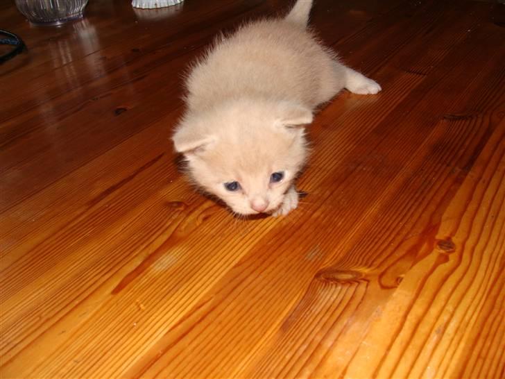 Huskat Islo - haha på bordet igen, det kan mine søskende bare ikke se :-) billede 7