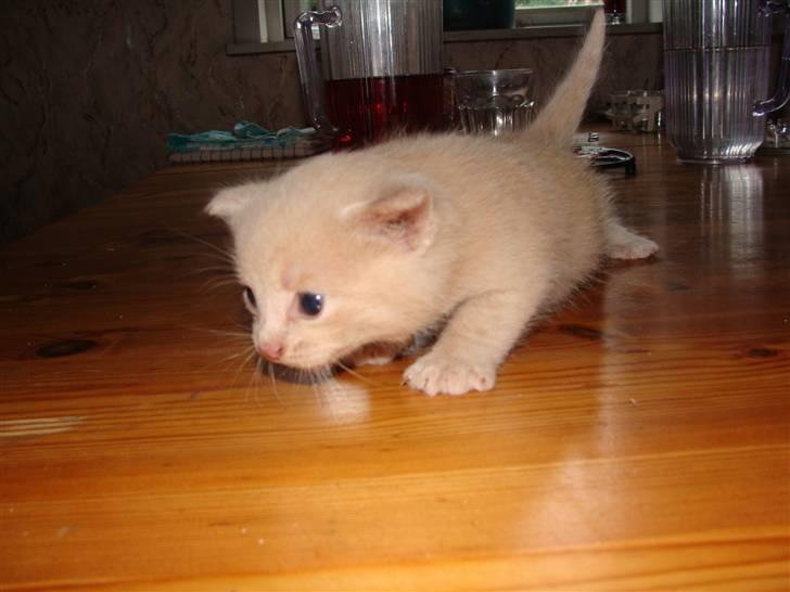 Huskat Islo - Her er altså lidt glat billede 8