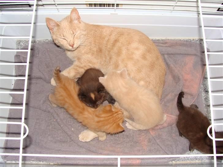 Huskat Islo - Det er så min mor og mine søskende og mig billede 9