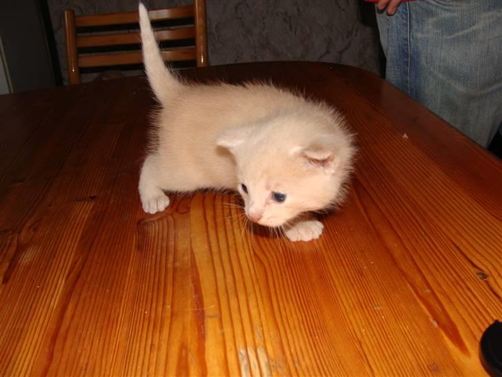 Huskat Islo - Jeg er bare så meget på opdagelse billede 10