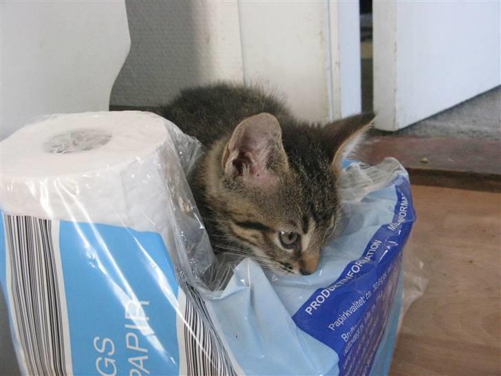 Huskat Missetat **BORTGIVET** billede 7