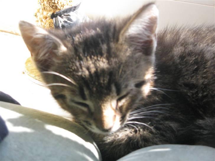 Huskat Missetat **BORTGIVET** billede 8