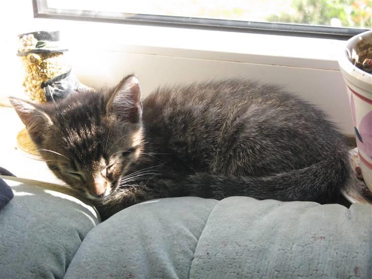 Huskat Missetat **BORTGIVET** billede 9