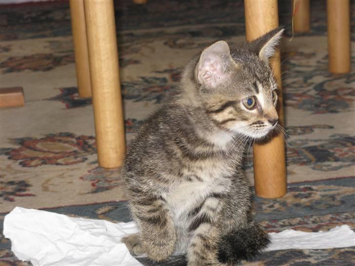 Huskat Missetat **BORTGIVET** billede 10