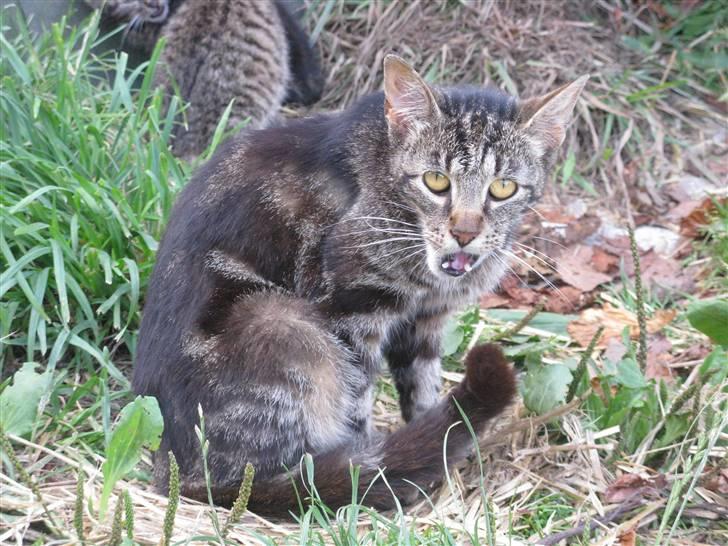 Huskat Vildmissekat billede 13