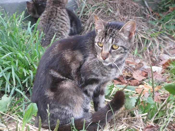 Huskat Vildmissekat billede 14