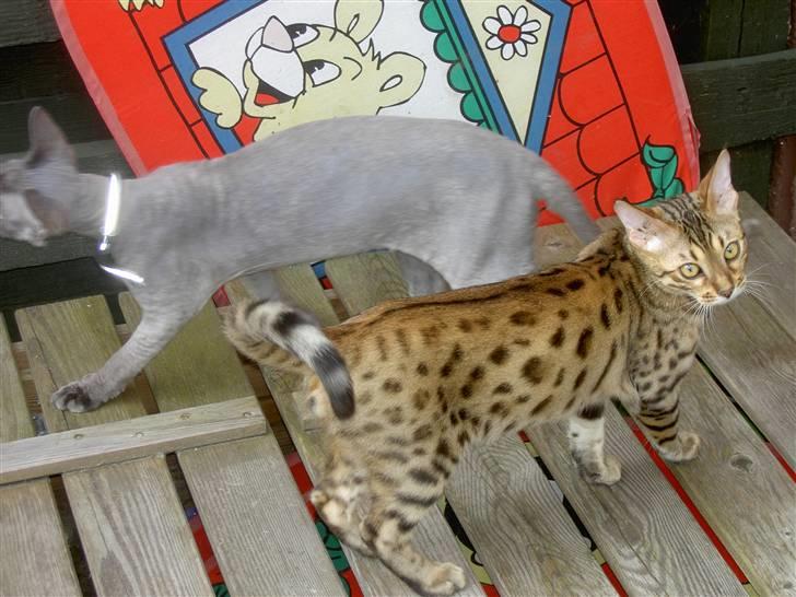 Sphynx rexsine - vores gamle bengal og vores gamle sphynx rex billede 7