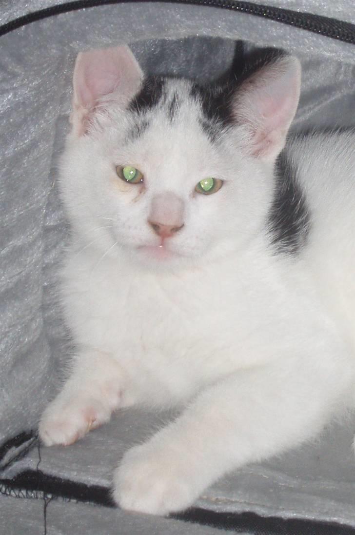 Blanding af racer Mr Dooley billede 14