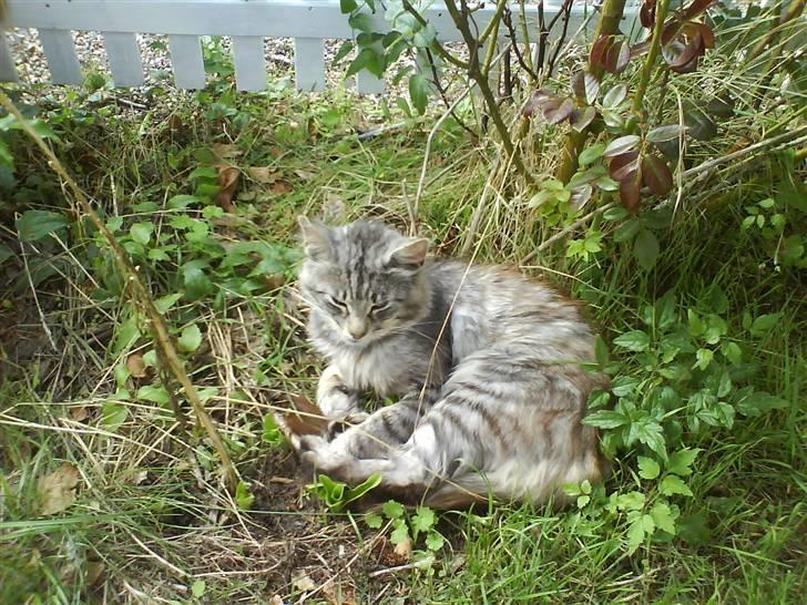 Norsk Skovkat Mini-Mis og Mis-Baby billede 9