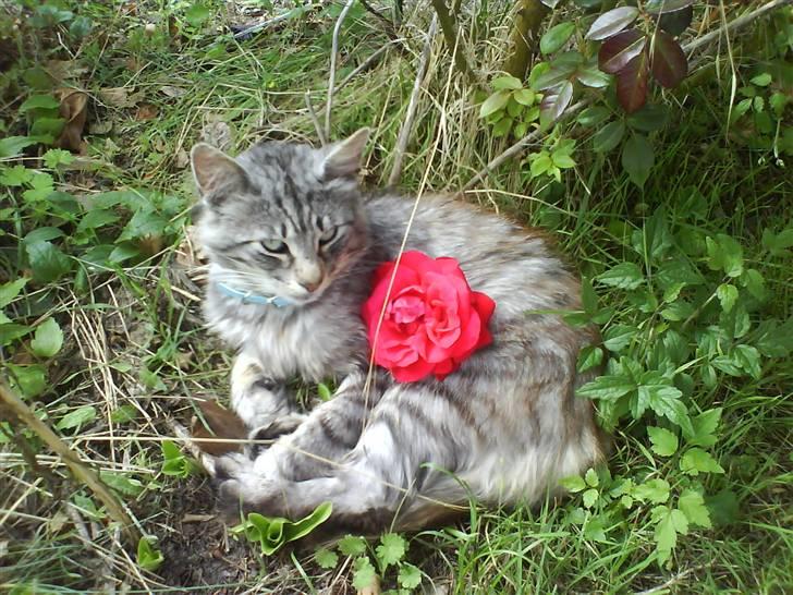 Norsk Skovkat Mini-Mis og Mis-Baby billede 10