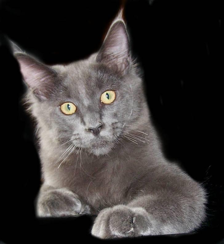 Maine Coon Big surprice. billede 1