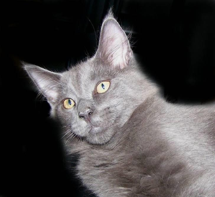 Maine Coon Big surprice. billede 2