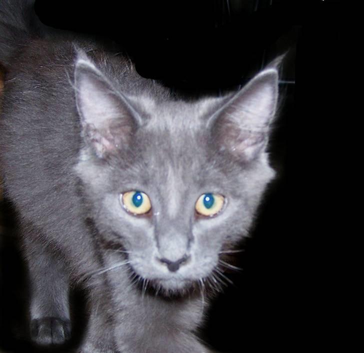 Maine Coon Big surprice. billede 3