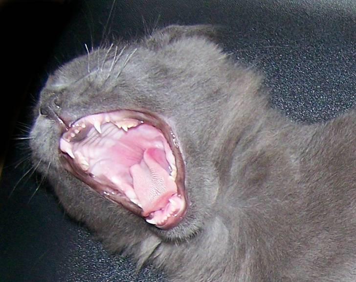 Maine Coon Big surprice. billede 4