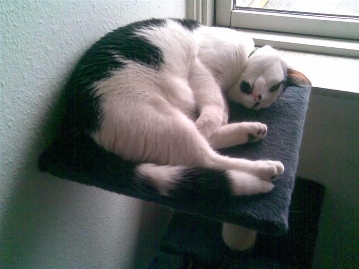 Huskat HAMMES R.I.P love you! billede 6