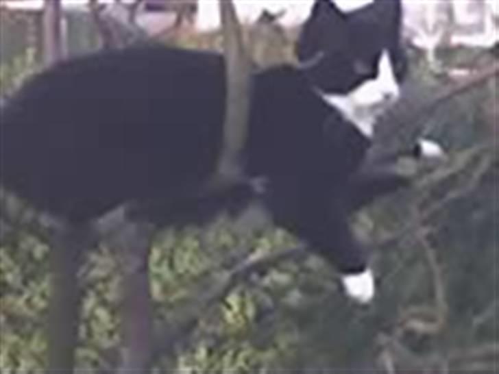 Huskat Buller {R.I.P} billede 14