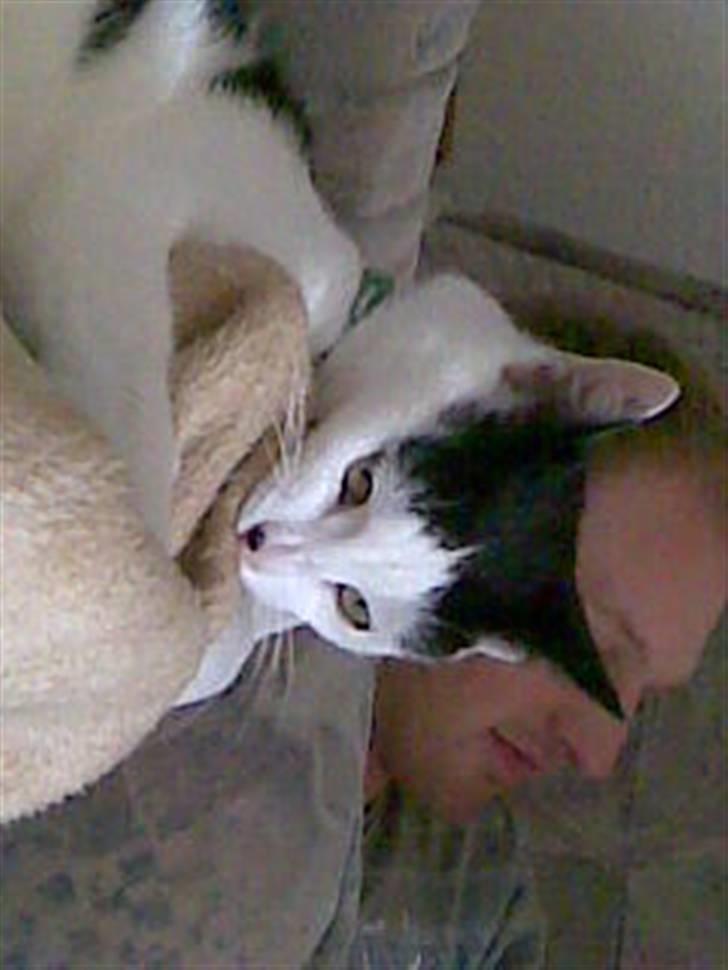 Huskat HAMMES R.I.P love you! billede 7