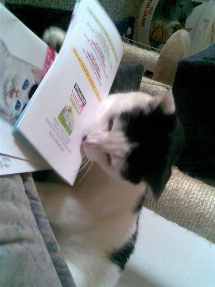 Huskat HAMMES R.I.P love you! billede 8