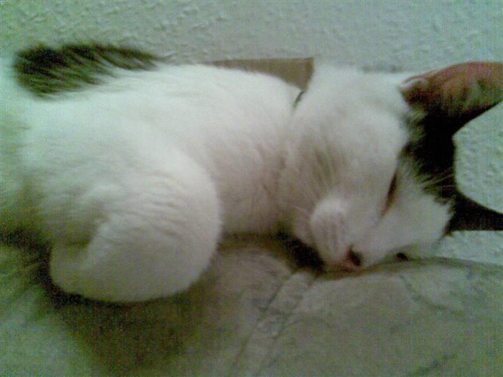 Huskat HAMMES R.I.P love you! billede 9