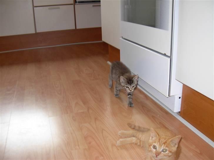 Huskat sofus billede 6