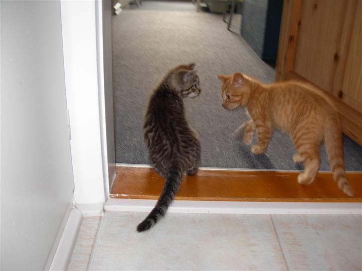 Huskat sofus billede 7