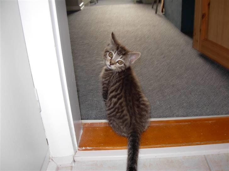 Huskat sofus billede 8