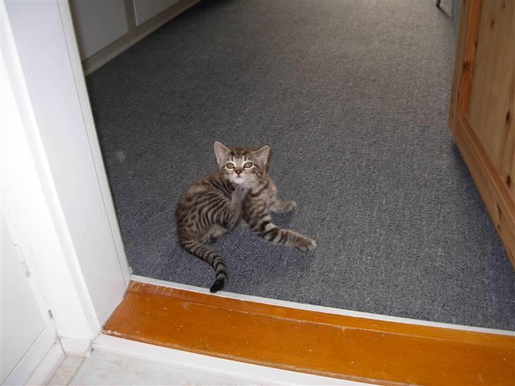 Huskat sofus billede 9