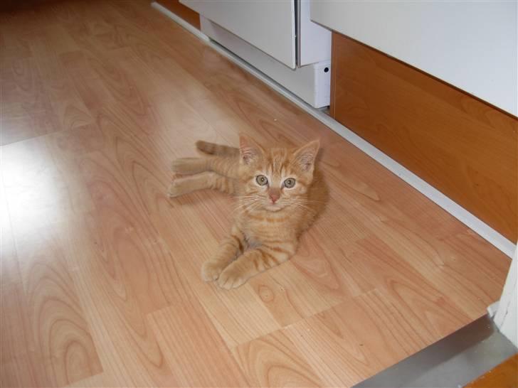 Huskat samson billede 10