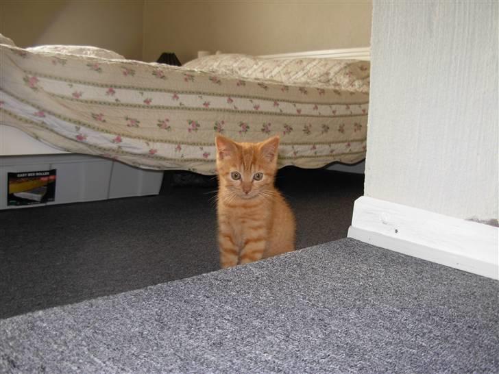 Huskat samson billede 11