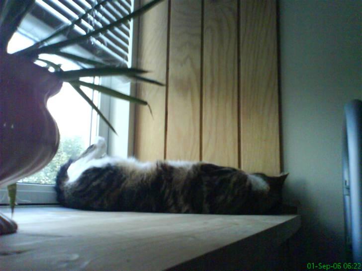 Huskat Kisser billede 11