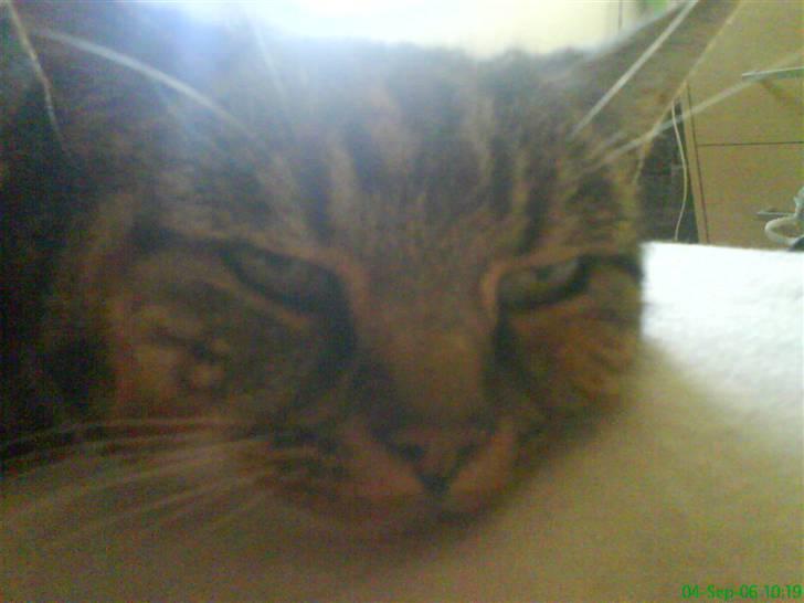 Huskat Kisser billede 12