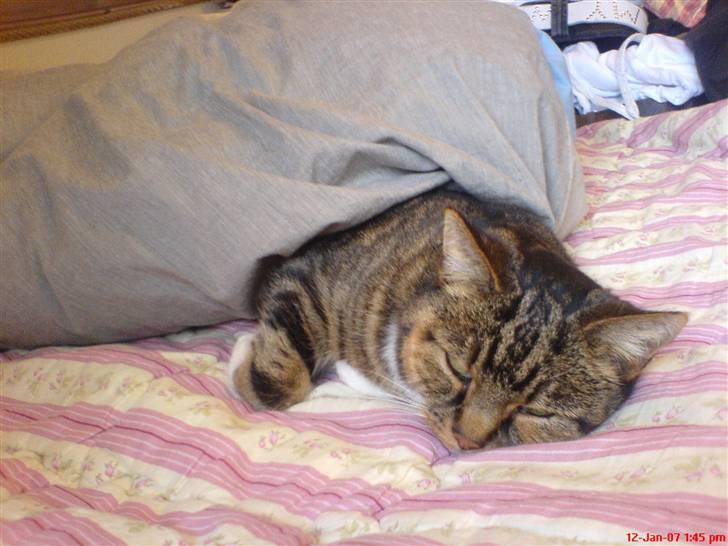 Huskat Kisser billede 13