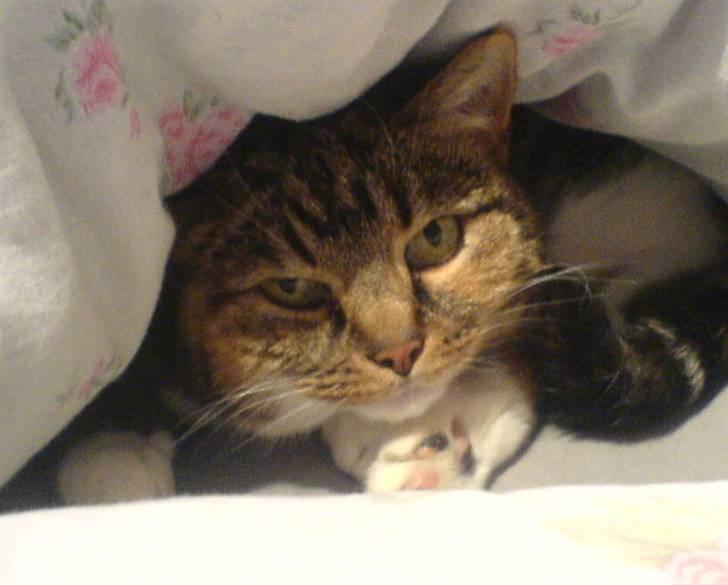 Huskat Kisser billede 14