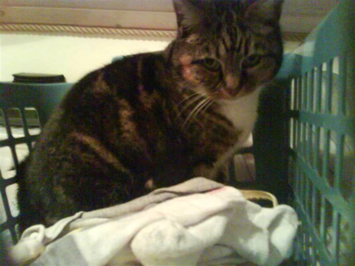 Huskat Kisser billede 15