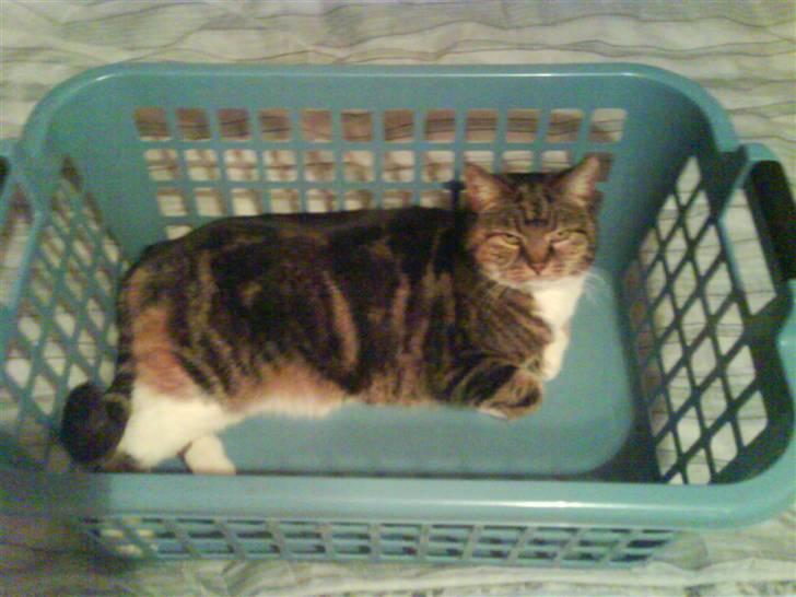 Huskat Kisser billede 16