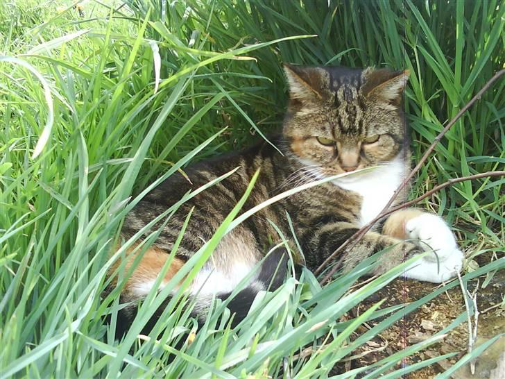 Huskat Kisser billede 17