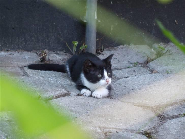 Huskat lulle fra gammeltoft - lulle ligger på lur ... mon hun fanger noget^^ billede 1